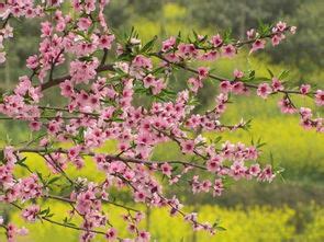 桃花查法|八字中桃花如何查询